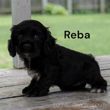 puppy, for, sale, Cocker Spaniel, Joe & Cherri  Overlease, dog, breeder, Miller, MO, dog-breeder, puppy-for-sale, forsale, nearby, find, puppyfind, locator, puppylocator, aca